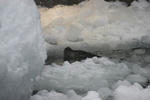 asahiyama7.jpg