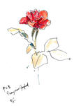 中之島の薔薇