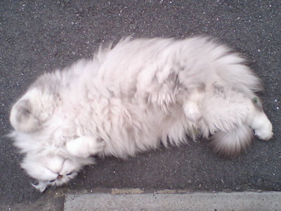 よそさまニャン