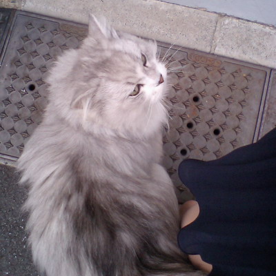 よそさまニャン