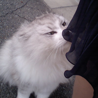 よそさまニャン