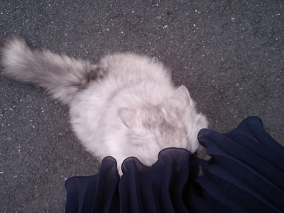 よそさまニャン