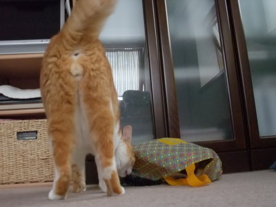 ぴぴ＆ちゃちゃ