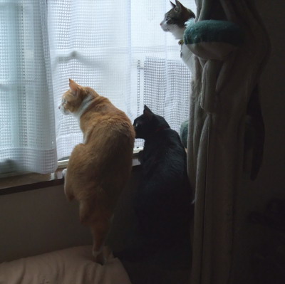 ぴぴ＆ロッくん＆ちゃちゃ