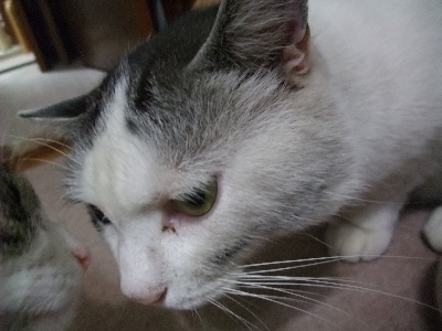 ちゃちゃ＆ヤンチャ