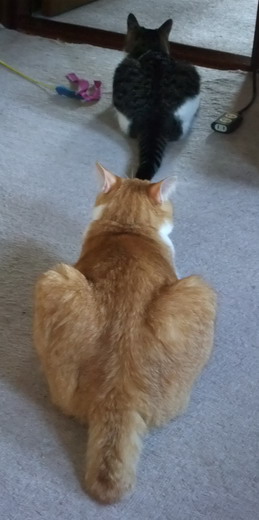 ちゃちゃ＆ぴぴ