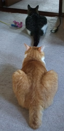 ちゃちゃ＆ぴぴ