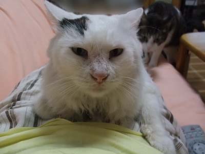 ムク（＆ちゃちゃ）