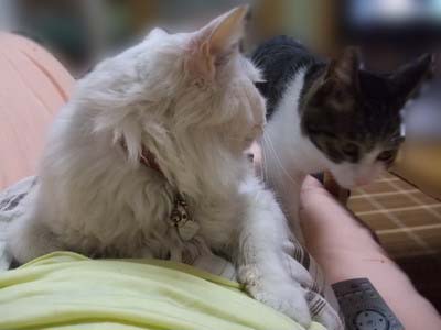 ムク＆ちゃちゃ