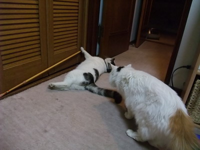 ヤンチャ＆ムク