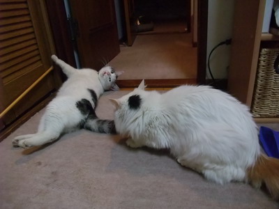 ヤンチャ＆ムク