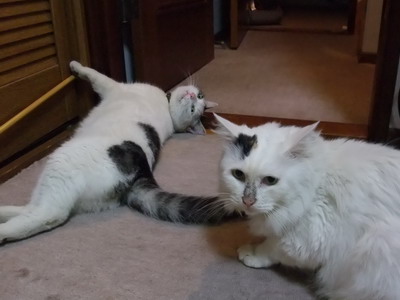 ヤンチャ＆ムク