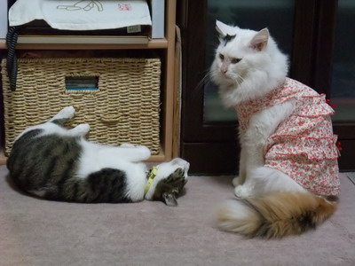 ちゃちゃ＆ムク