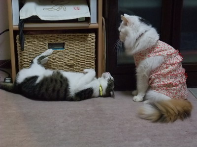 ちゃちゃ＆ムク