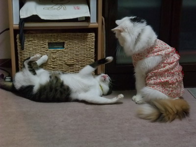 ちゃちゃ＆ムク