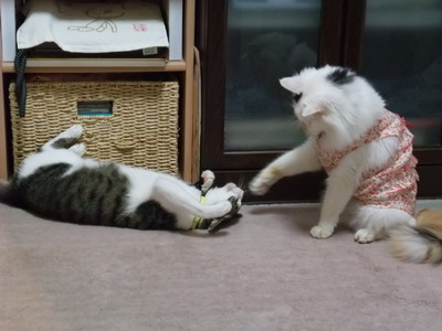 ちゃちゃ＆ムク