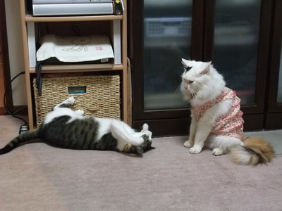 ちゃちゃ＆ムク