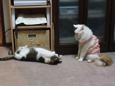 ちゃちゃ＆ムク