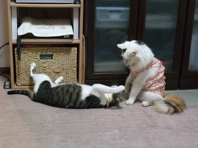 ちゃちゃ＆ムク