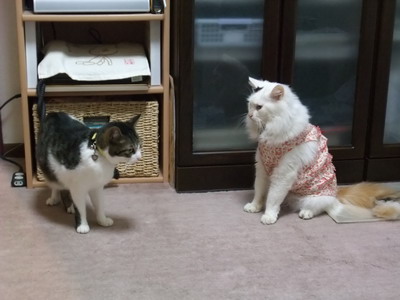 ちゃちゃ＆ムク