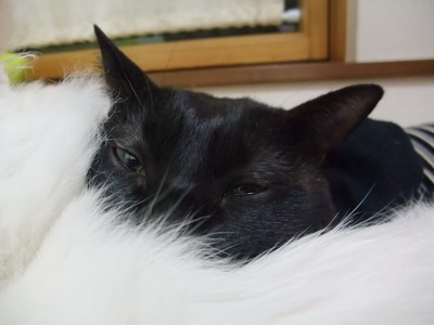 ロッくん（＆ムク）