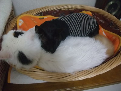 ロッくん＆ムク