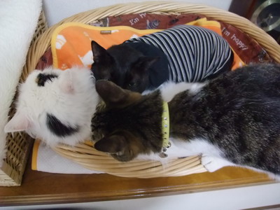 ロッくん＆ムク＆ちゃちゃ