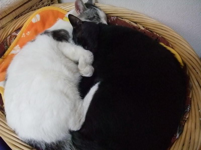 ヤンチャ＆ロッくん