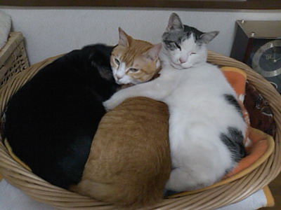 ロッくん＆ぴぴ＆ヤンチャ