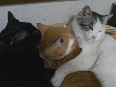 ロッくん＆ぴぴ＆ヤンチャ