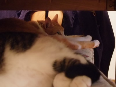 （ちゃちゃ＆）ぴぴ