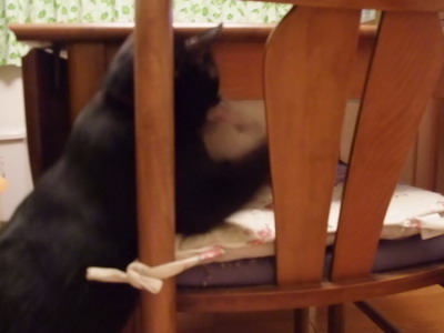 ロッくん＆ちゃちゃ