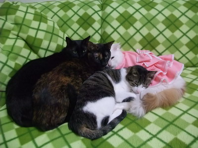 ロッくん＆ココ＆ちゃちゃ＆ムク