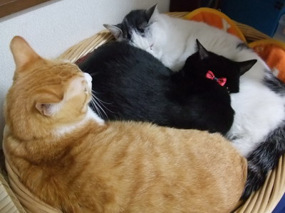ぴぴ＆ロッくん＆ヤンチャ