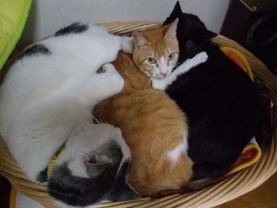 ヤンチャ＆ぴぴ＆ロッくん