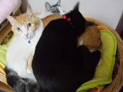ぴぴ＆ロッくん＆ヤンチャ