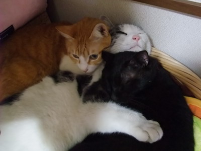 ぴぴ＆ヤンチャ＆ロッくん