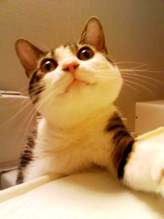 ピラフ