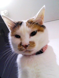 ポテト
