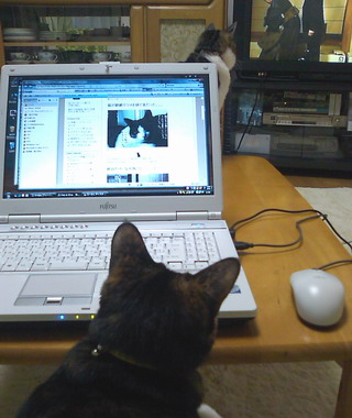 ココ＆ちゃちゃ