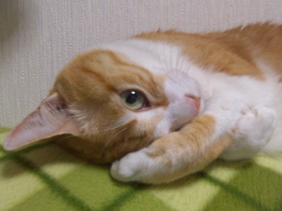ぴぴ
