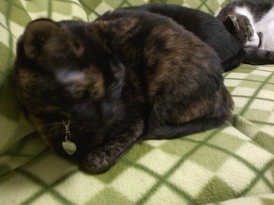 ココ（＆ロッくん＆ちゃちゃ）