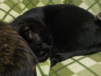 （ココ＆）ロッくん