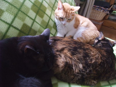 ロッくん＆ココ＆ぴぴ