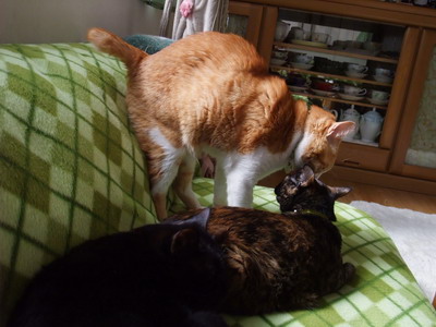 ロッくん＆ココ＆ぴぴ