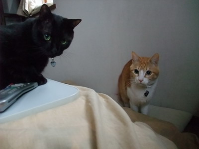 ロッくん＆ぴぴ