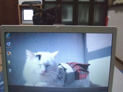 ココ