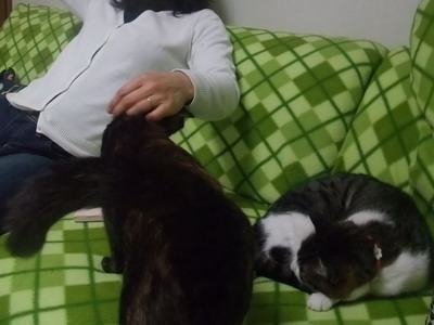 ココ＆ちゃちゃ