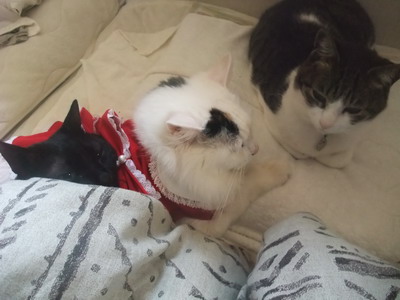 ロッくん＆ムク＆ちゃちゃ