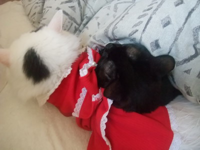 ロッくん＆ムク